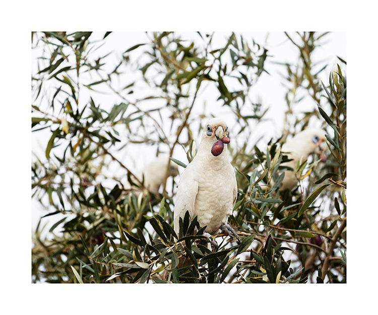 Little Corella_bird 2509 (8x10)