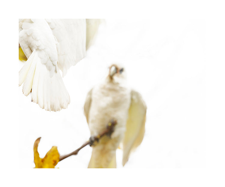 Little Corella_bird 3830