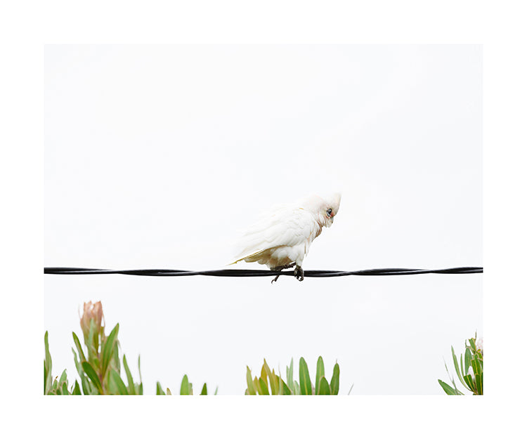 Little Corella 9771