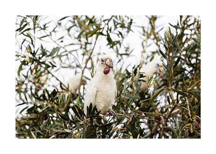Bird_Little Corella 3825