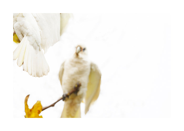 Bird_Little Corella 3830