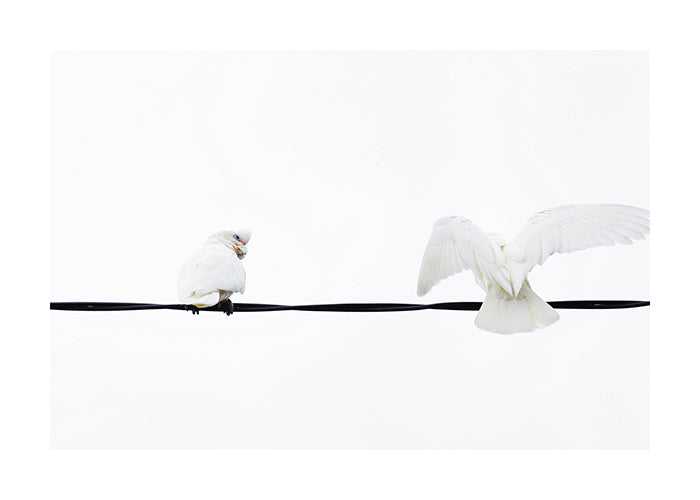 Bird_Little Corella 8952