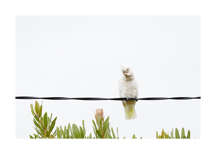 Bird_Little Corella 9766