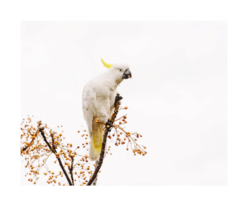 Cockatoo Sulphur Crested 8683