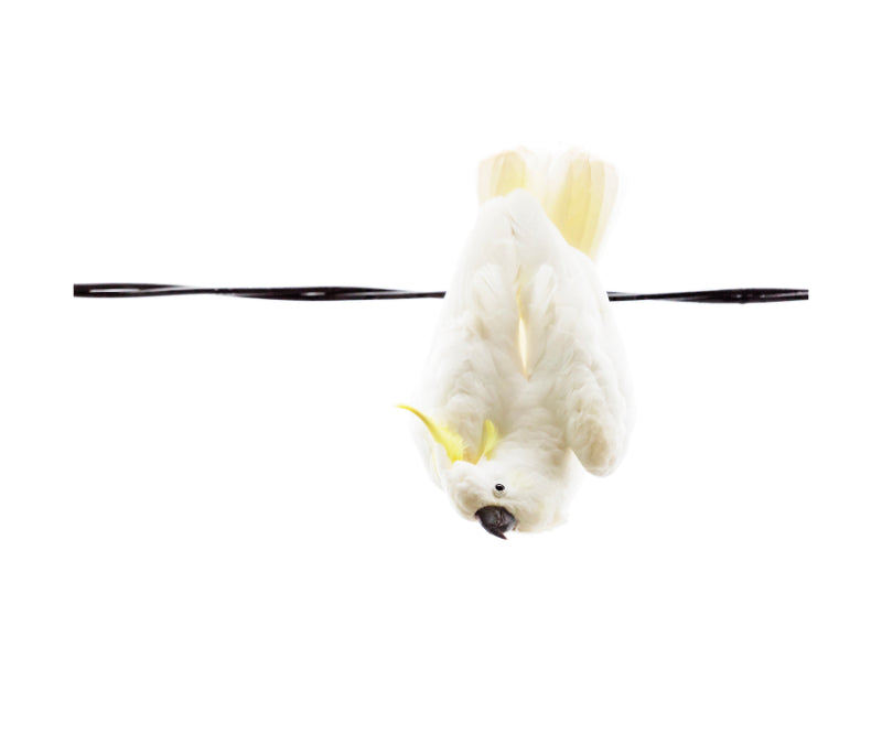 Cockatoo Sulphur Crested 8823