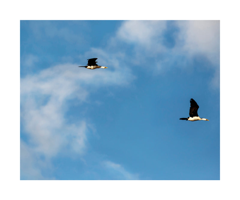 Cormorant 0337