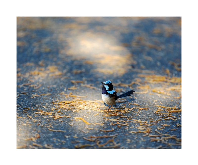 Fairy Wren 8810