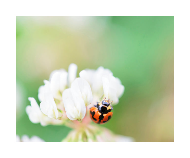 Ladybird 7695 (8x10)