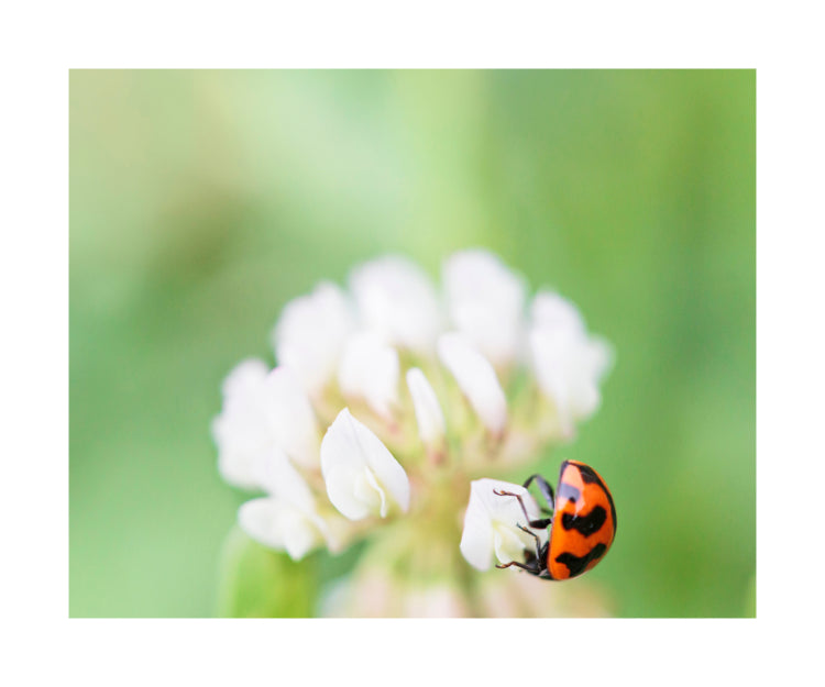 Ladybird 7724 (8x10)