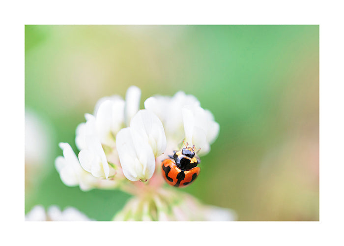 Ladybird 7695 (4x6)