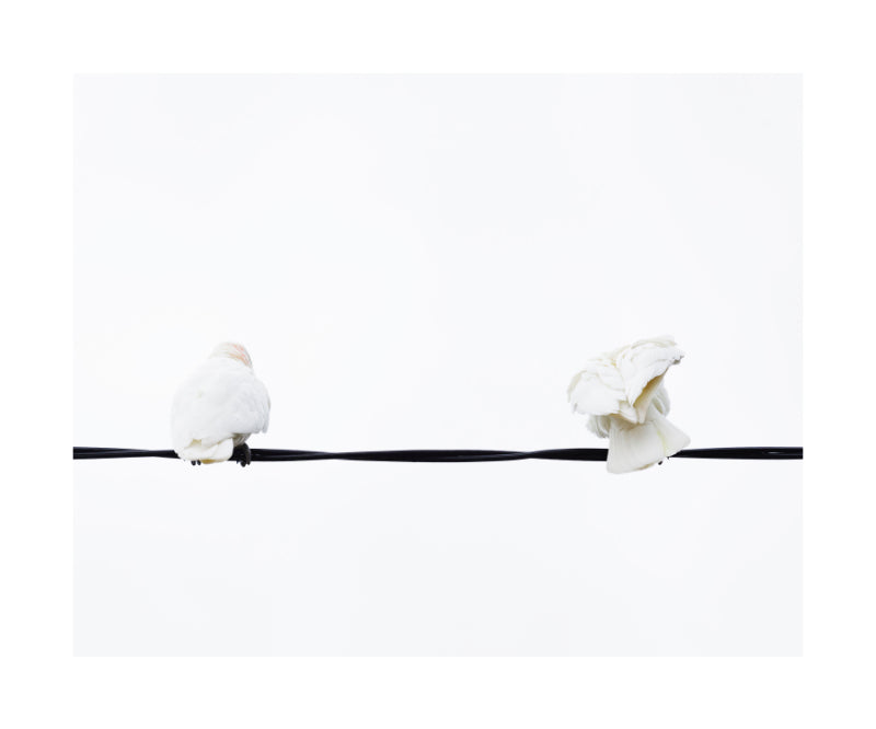 Little Corella 8954