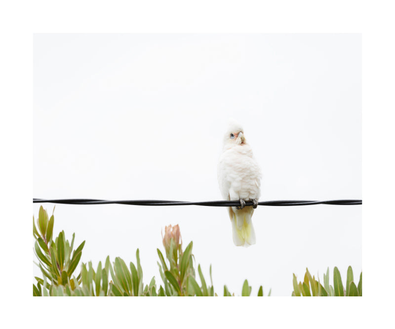Little Corella 9768
