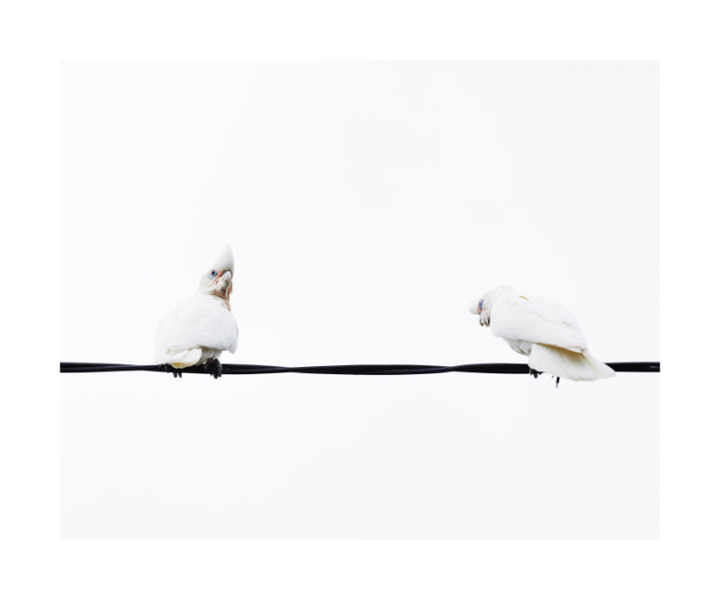 Little Corella 8951