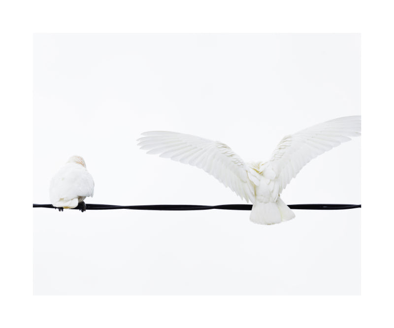 Little Corella 8953