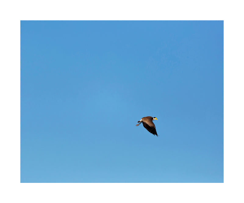 Masked Lapwing 9541