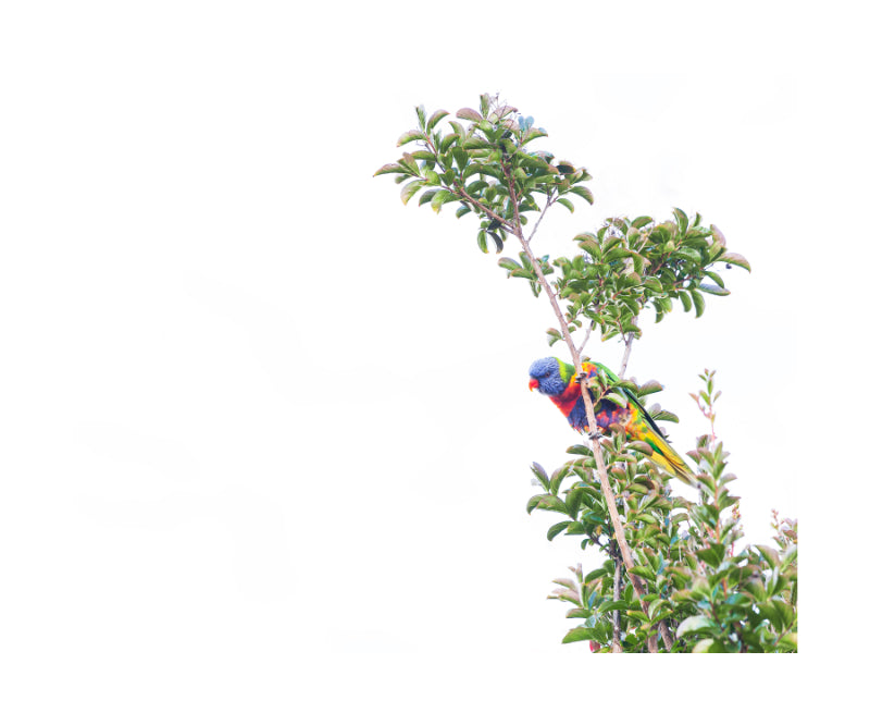 Rainbow Lorikeet 9031