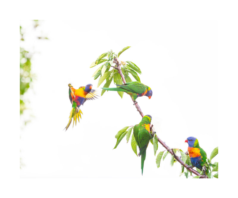 Rainbow Lorikeet 9726