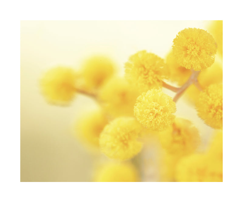 Wattle 6187
