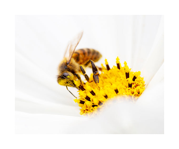 Honey Bees collects pollen 1651