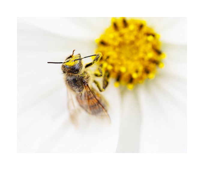 Honey Bee collects pollen 1673