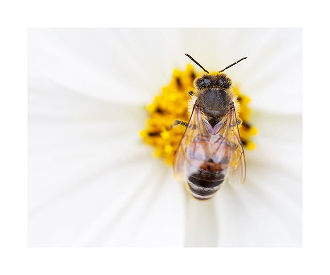 Honey Bee Collects Pollen 1679