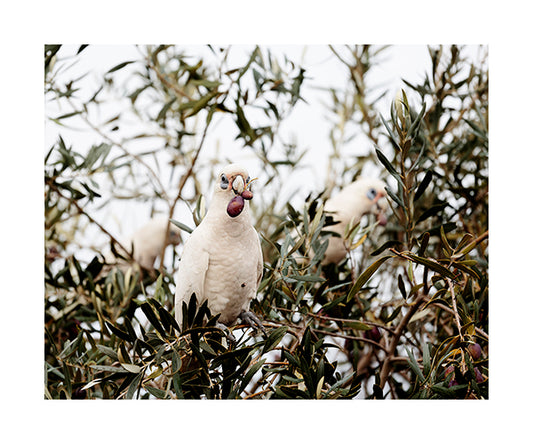 Little Corella 2509