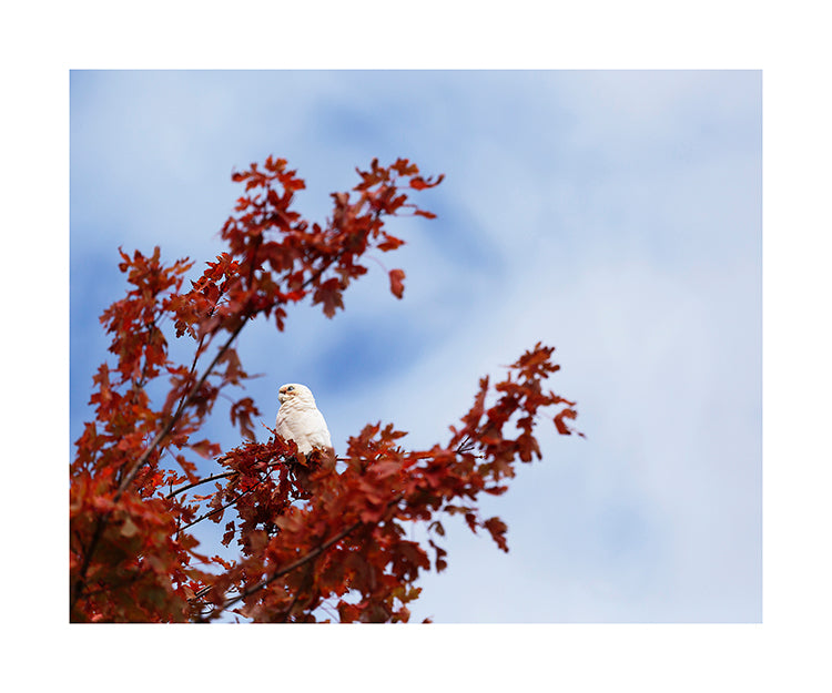 Little Corella 2751 (8x10)
