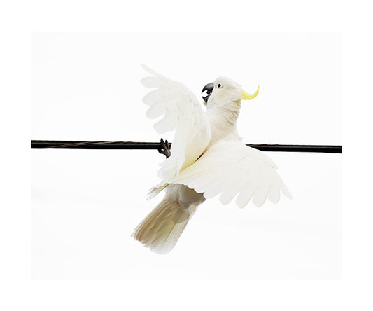 Sulphur Crested Cockatoo 3596