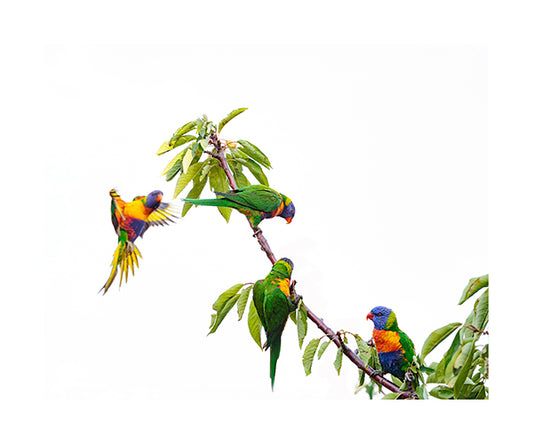 Rainbow Lorikeet 3762