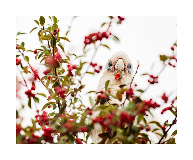 Little Corella_bird 3825