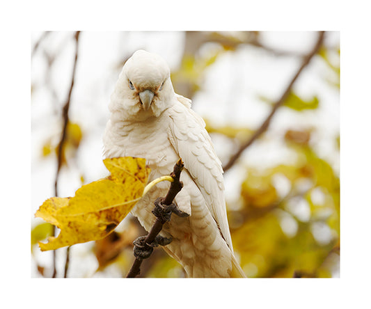 Little Corella 3832