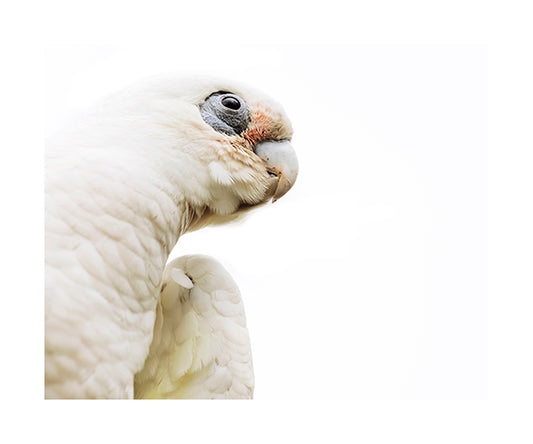 Little Corella 3862