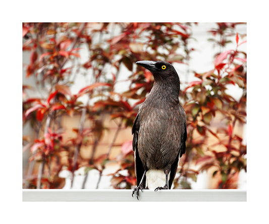 Currawong_bird 5051