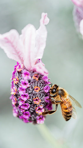 Digital Wallpaper Lavender Bee 7296