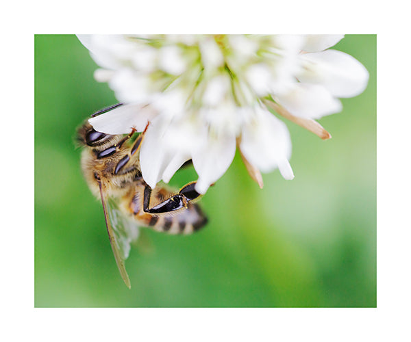 Bees in the Clover Weed 7415