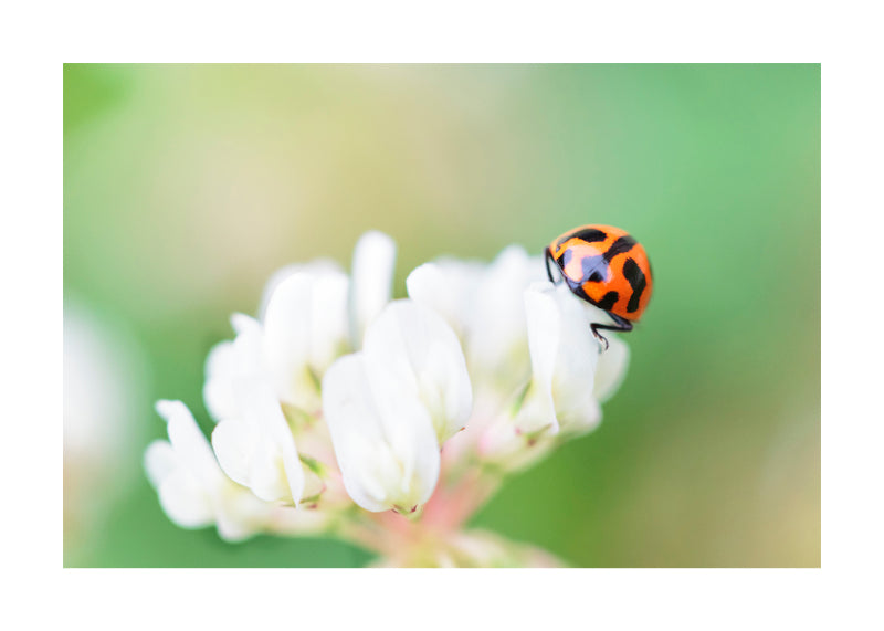 Ladybird 7696
