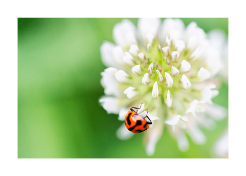 Ladybird 7736