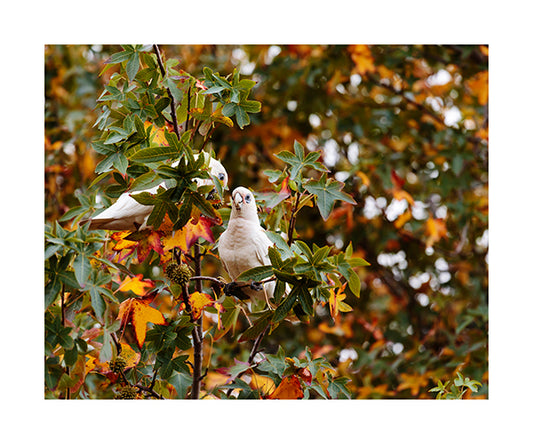 Little Corella 8233