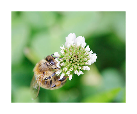 Bees in the Clover Weed 8531