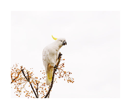 Sulphur Crested Cockatoo 8683