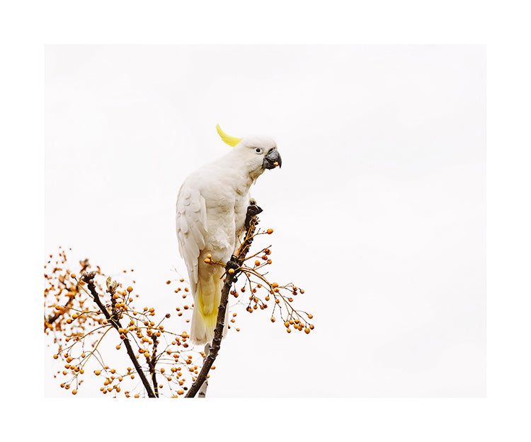 Cockatoo_bird 8683 (8x10)