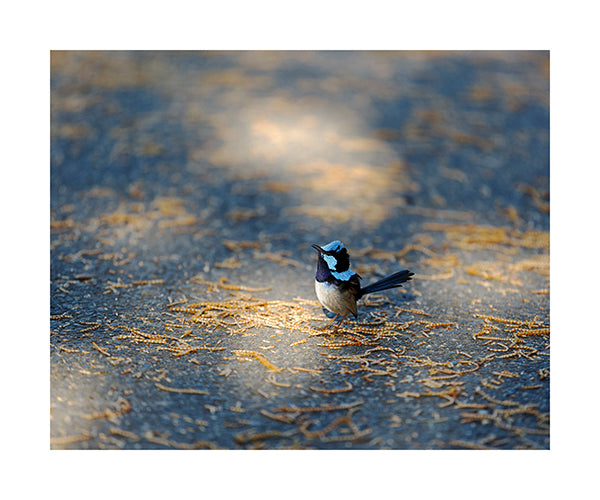 Superb Fairy Wren 8810 (8x10)