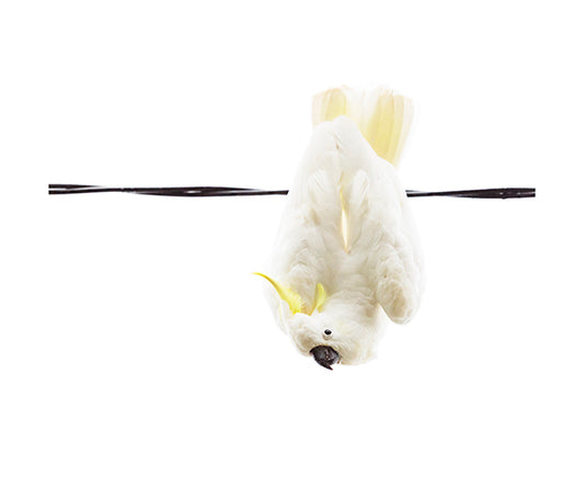 Sulphur Crested Cockatoo 8823