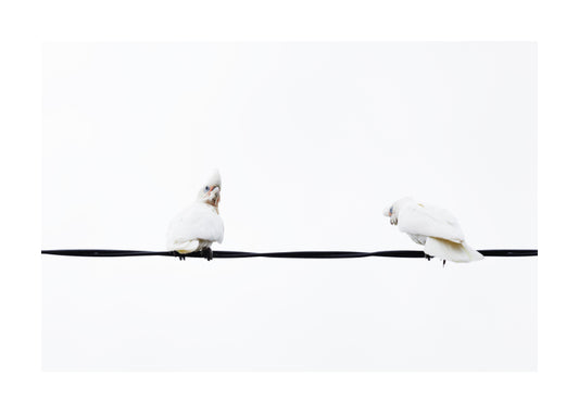 Little Corella 8951 (4x6)