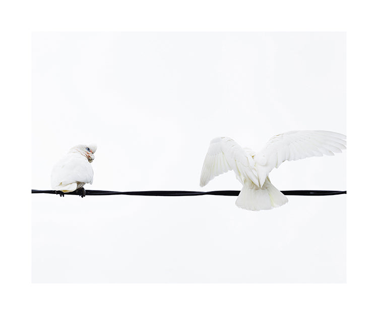 Little Corella 8952 (8x10)