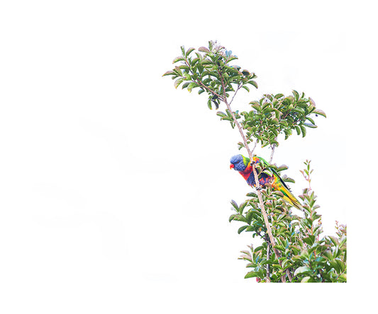 Rainbow Lorikeet 9031 (8x10)