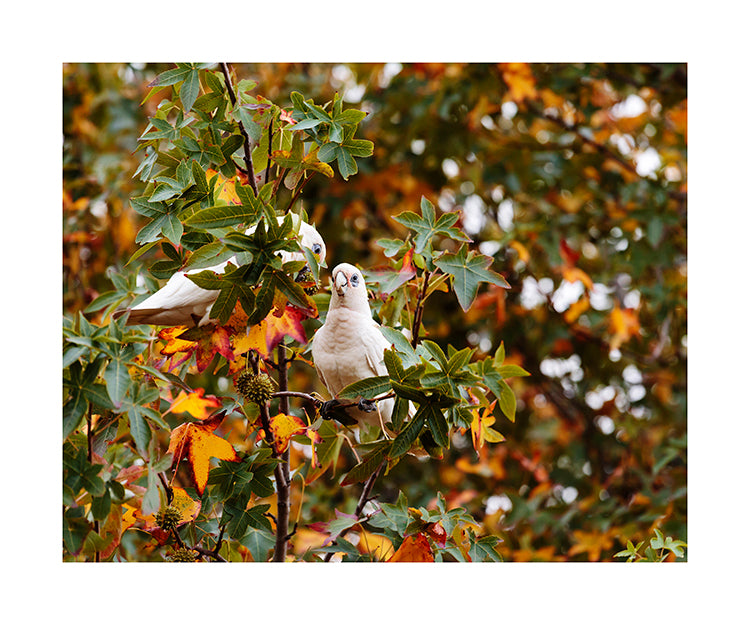 Little Corella_bird 8233 8x10