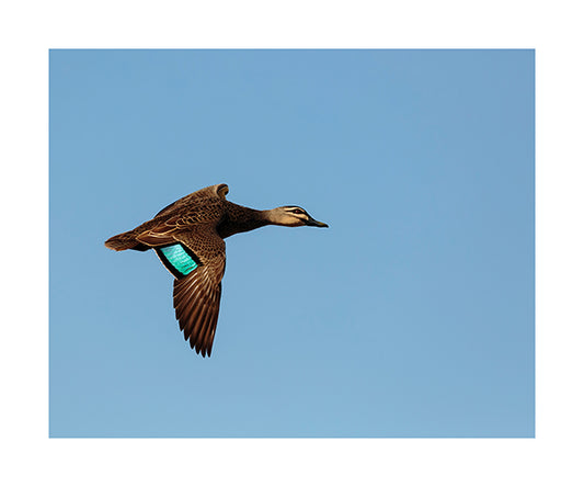 Pacific Black Duck 9272