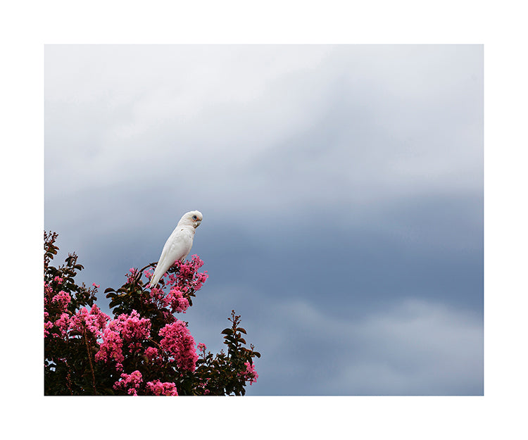 Little Corella 9640