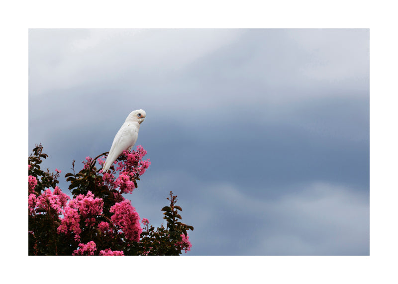 Little Corella 9640
